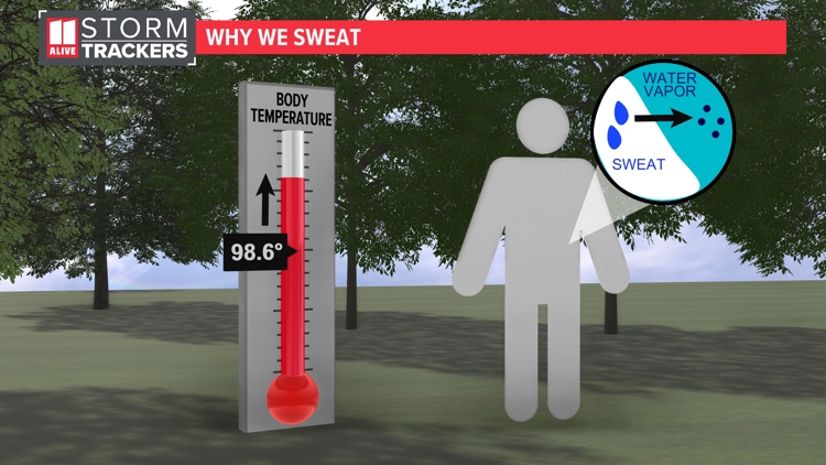 How sweat helps regulate your body temperature | 11alive.com