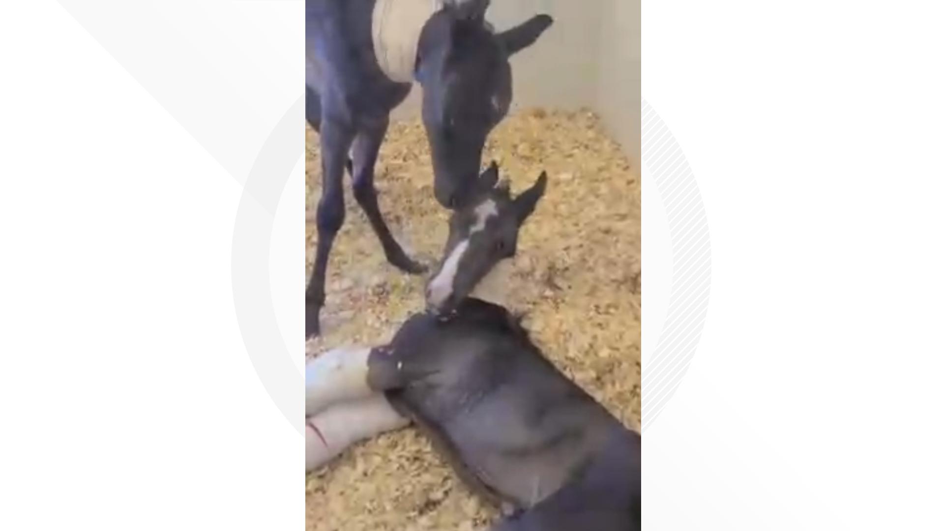 A Blue Roan Mare shocked her owner and the University of Georgia’s Veterinary Hospital staff after giving birth to twins on Monday - a rarity for horses.