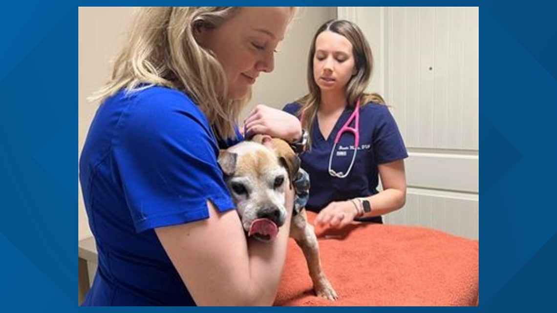 Dog missing for 7 years found in South Carolina 1,700 miles away ...