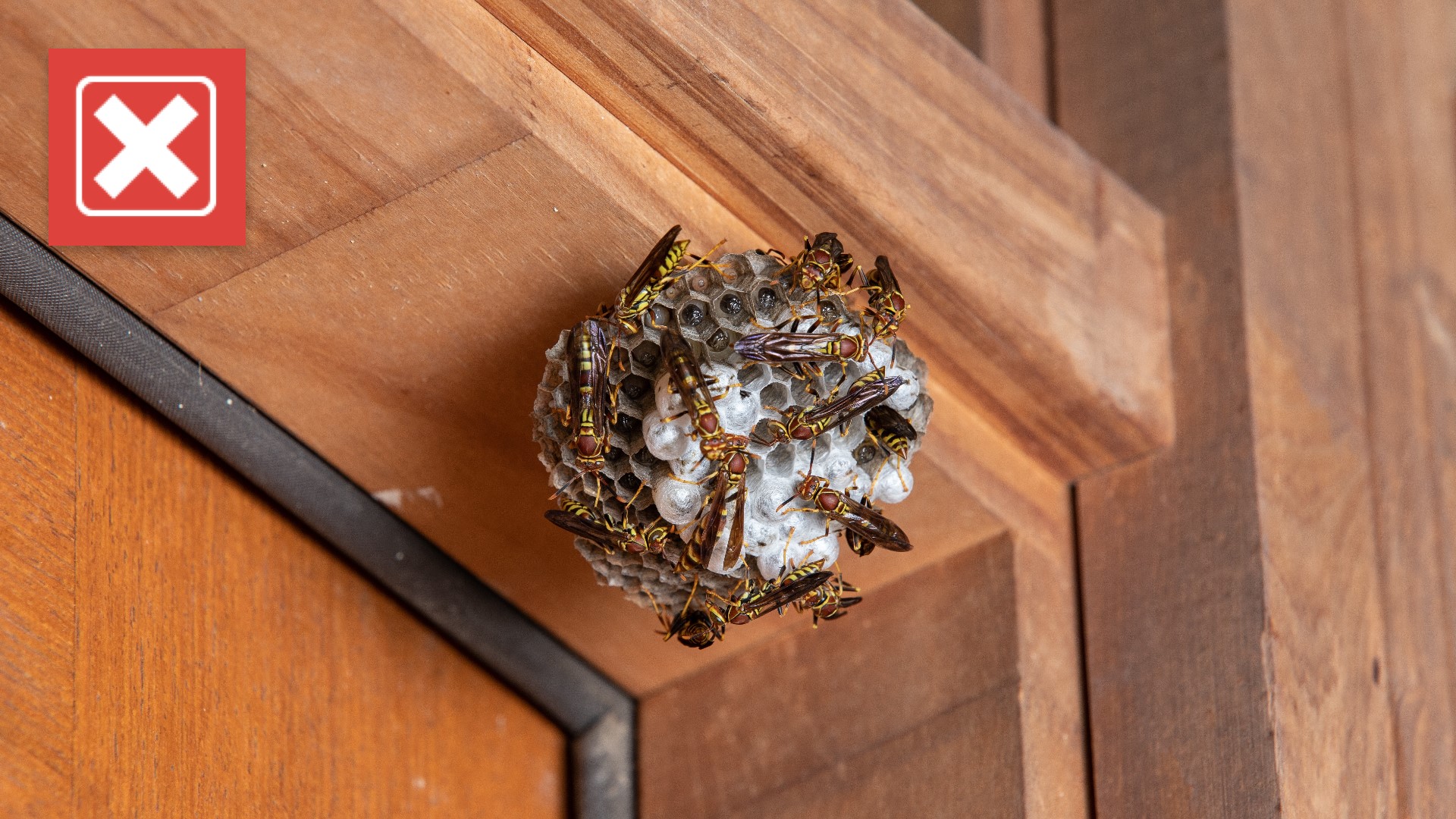 A cup of gasoline could kill a small wasp nest, but the risks aren’t worth it. Here’s what to do instead.