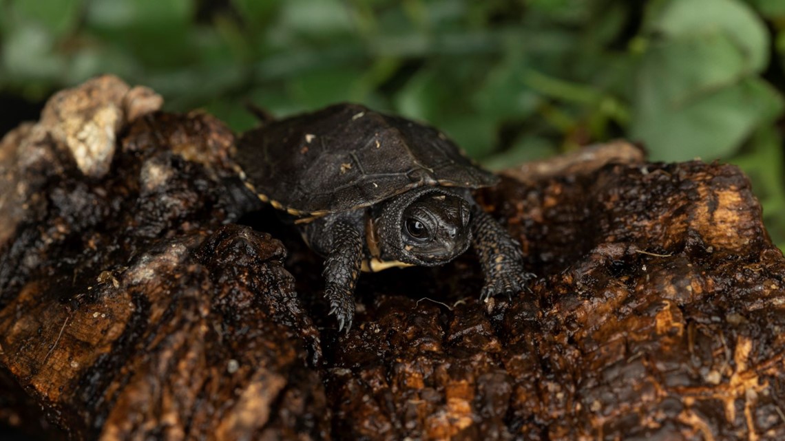 Tiny Turtles Return Home - ZooBorns