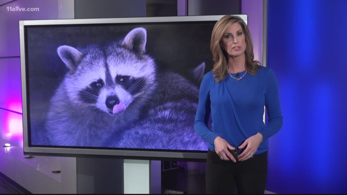 Gas Companies In Georgia >> First case of rabies in 2019 reported in Hall County | 11alive.com Gas Companies In Georgia >> First case of rabies in 2019 reported in Hall County | 11alive.com