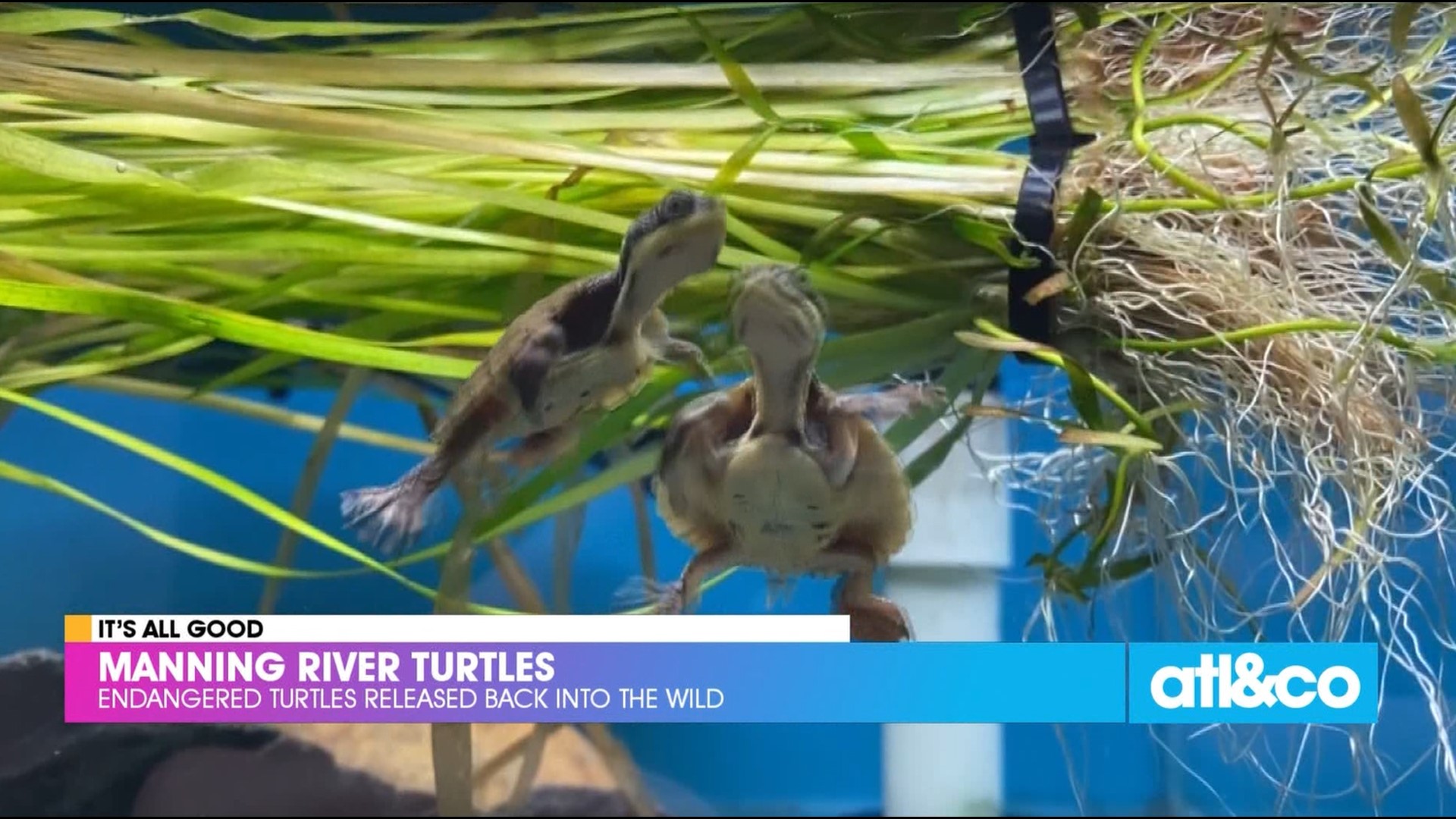 Australian conservationists released 10 juvenile turtles into the wild, which they had saved during the 2020 bushfires.