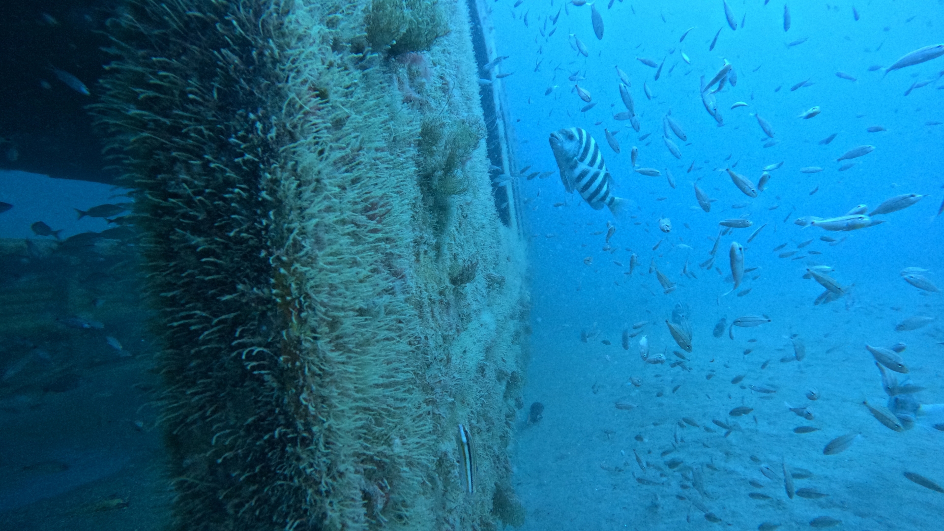 Video | MARTA rail cars repurposed into thriving underwater reefs