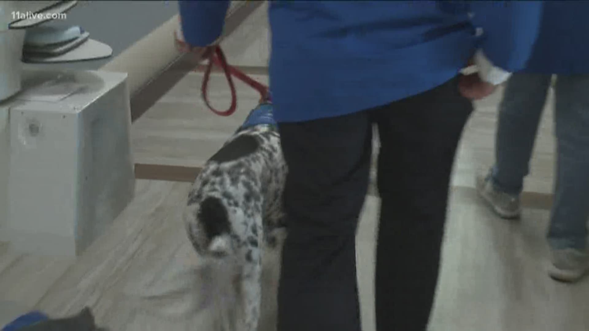 A Chaplain team of K9s at Northside Hospital works to bring happiness and comfort to patients.