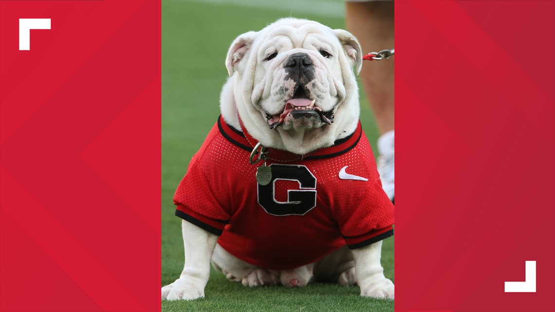 PETA calls out Georgia for 'outdated' use of live bulldog mascot