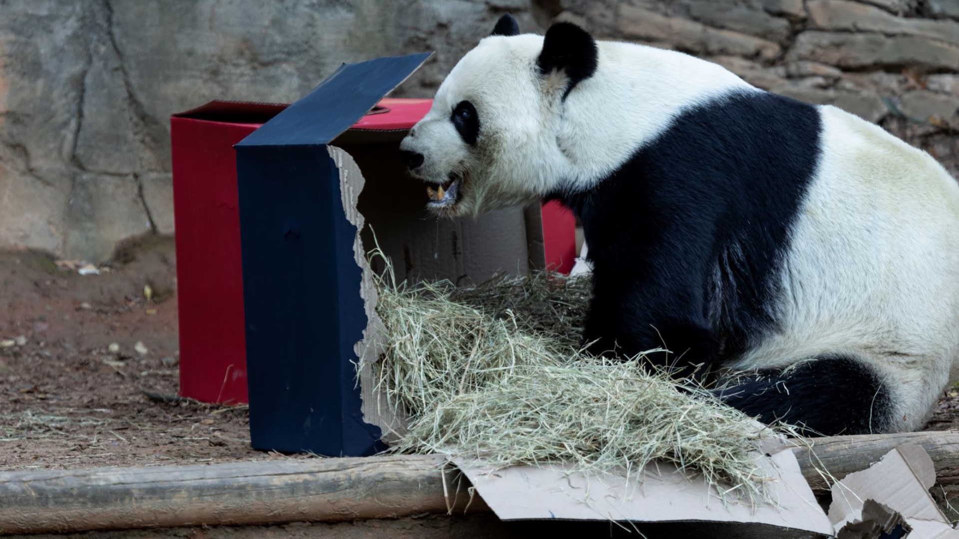 Giant panda at Zoo Atlanta makes Peach Bowl prediction | 11alive.com