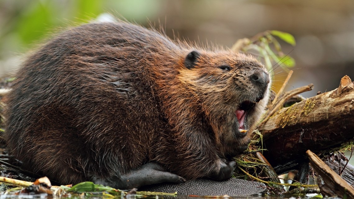 Beaver attack Lake Lanier,