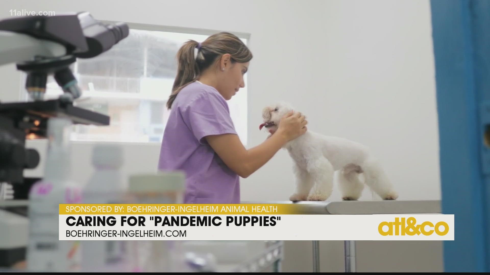 Dr. Andy Eschner shares tips for pet owners caring for adopted pandemic puppies, now-adult dogs.