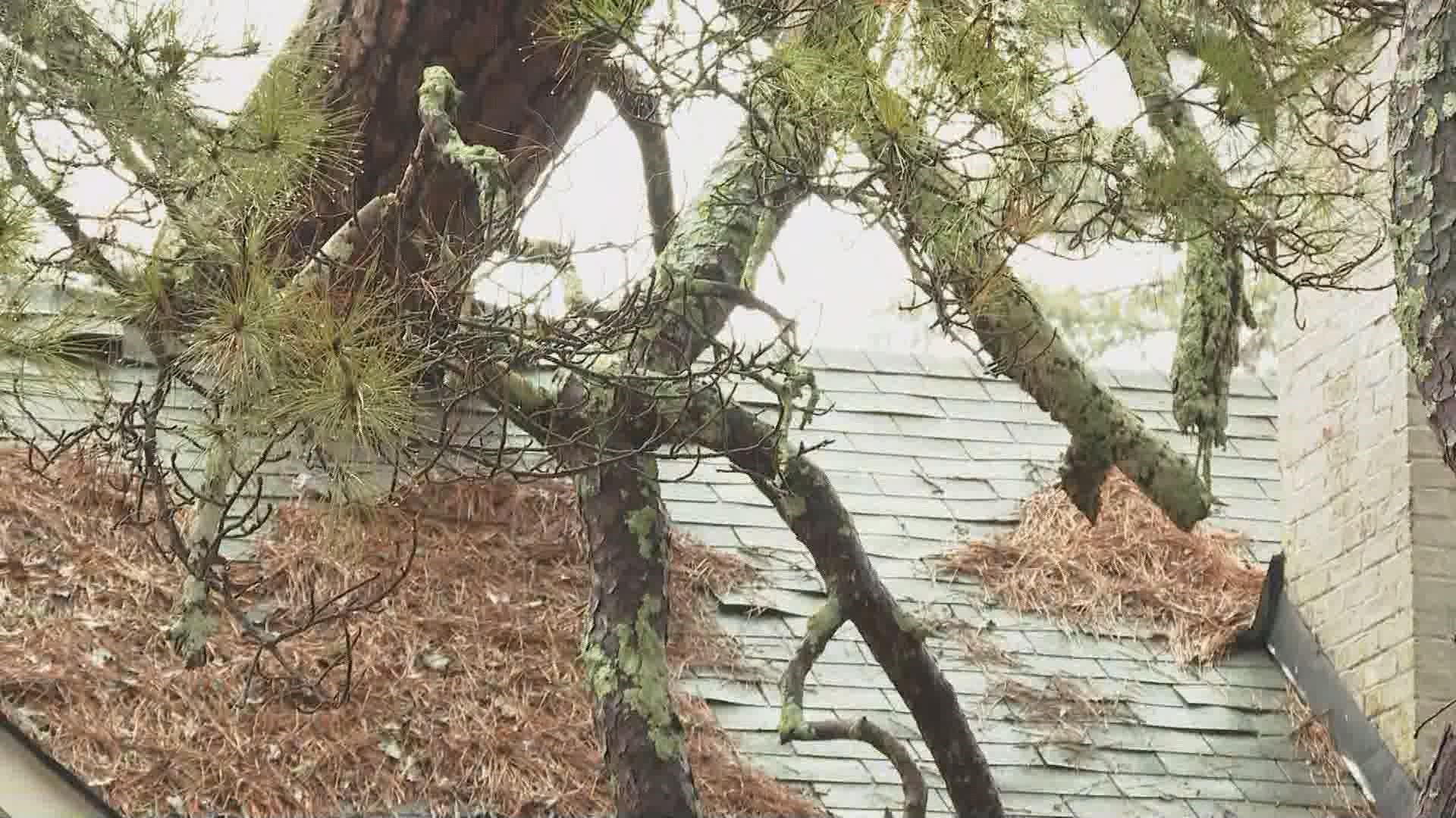 Large tree falls on Atlanta home during Saturday storms | 11alive.com