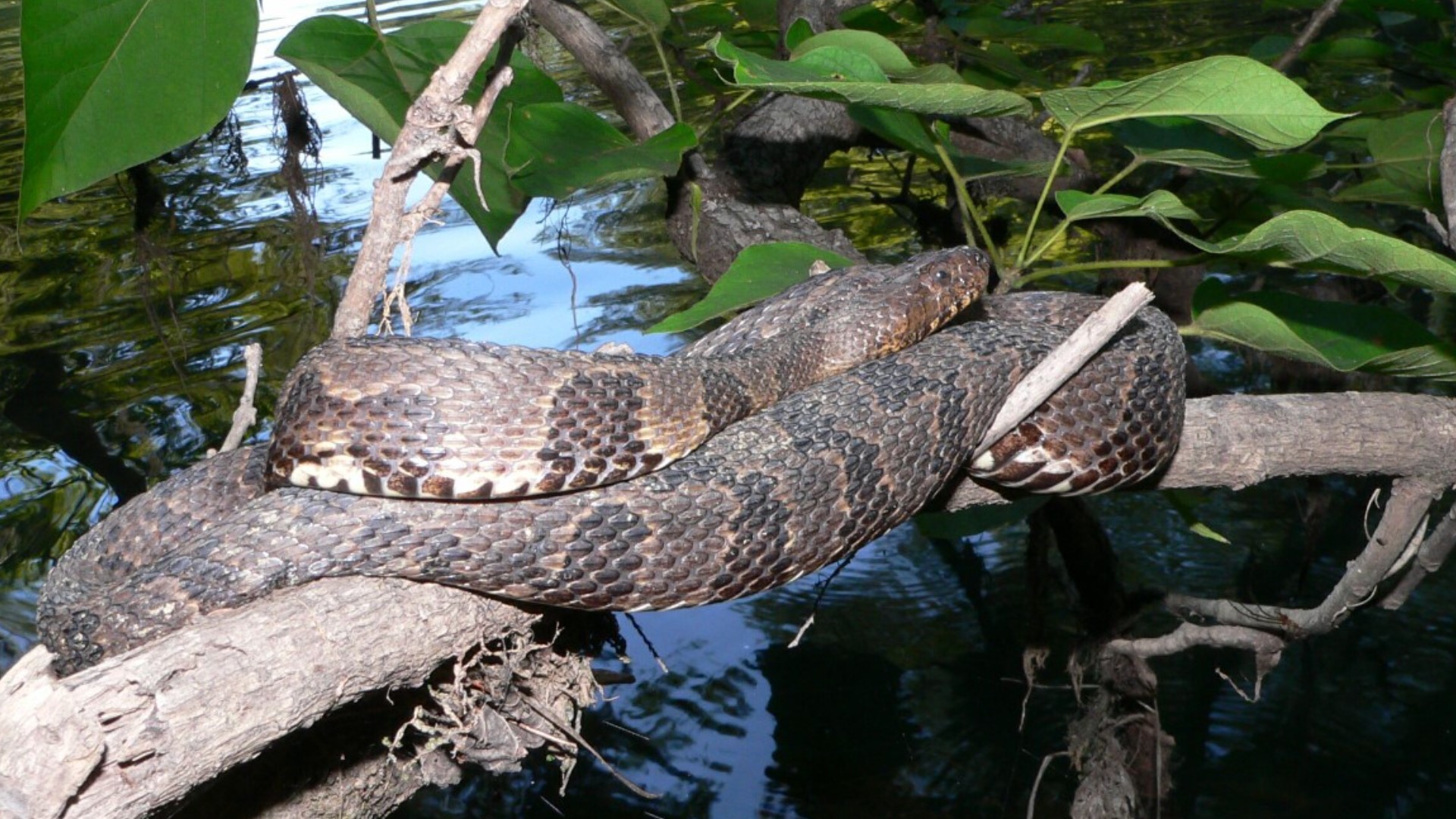 Snakes in Georgia | How to tell if venomous | 11alive.com