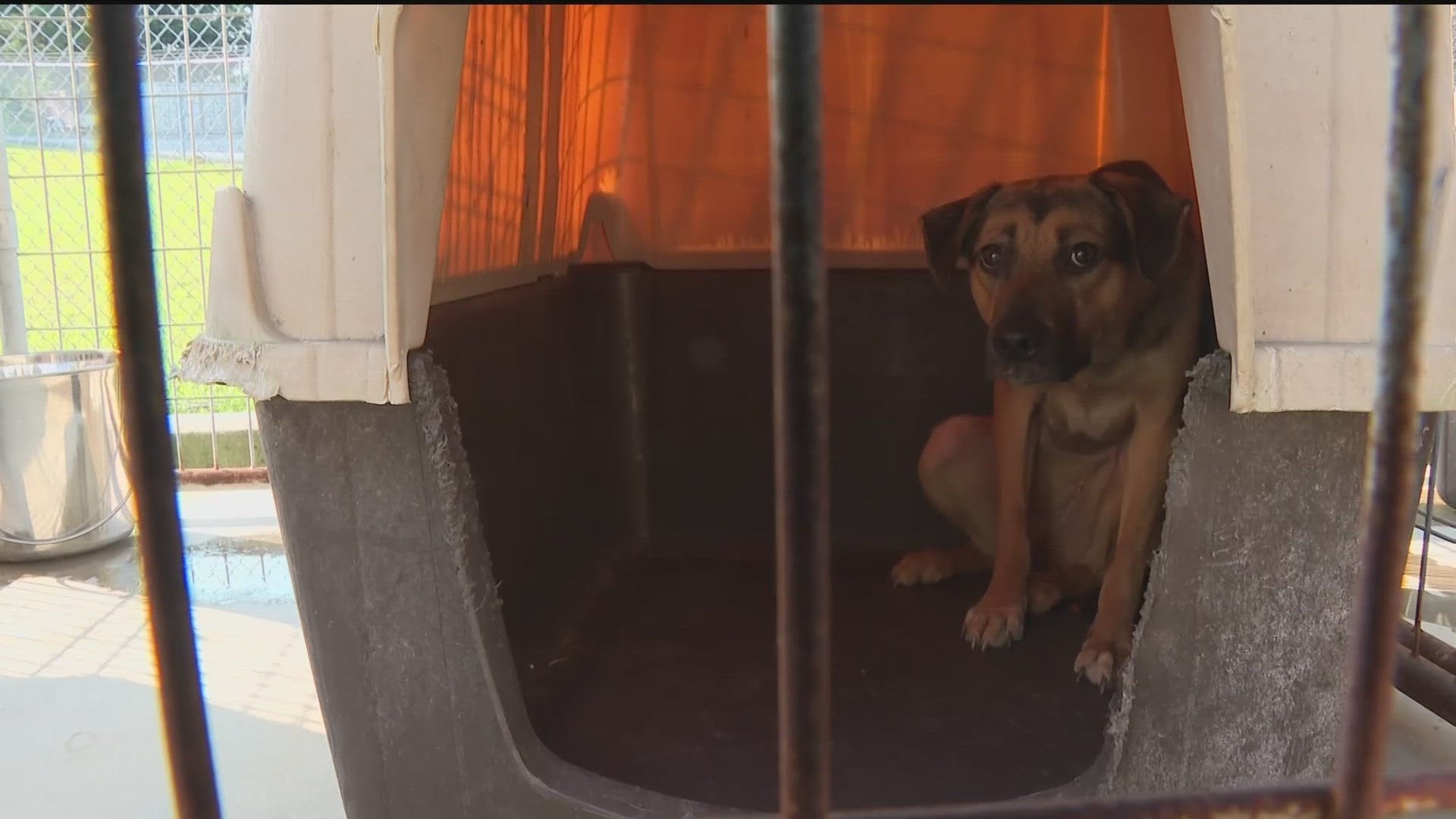 Almost two dozen animals are in a shelter rescued from a hoarding situation. The stench was so bad at the home, police thought a dead body was inside.