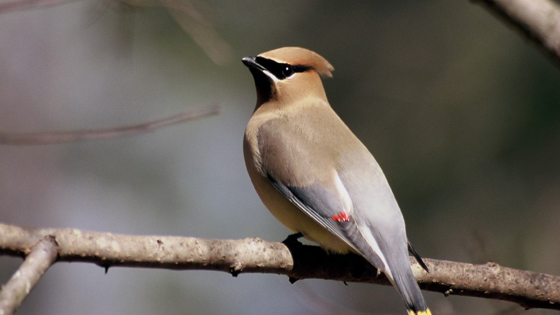 Georgia birds might be 'flying under the influence,' DNR says | 11alive.com