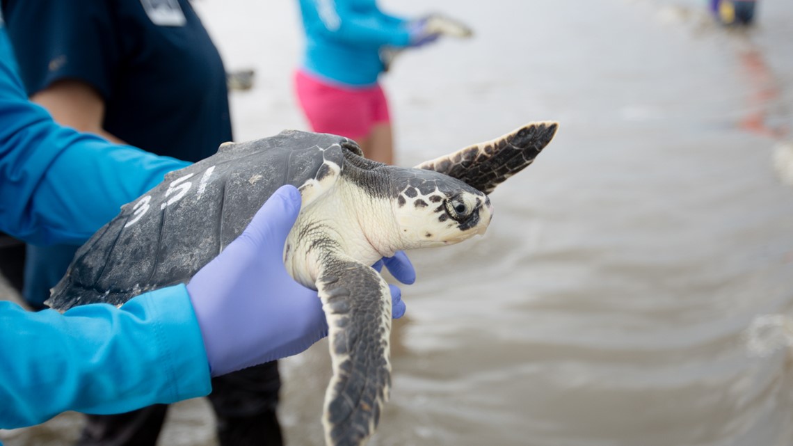 Sea turtles returned to ocean Jekyll Island Georgia - Vimarsana News