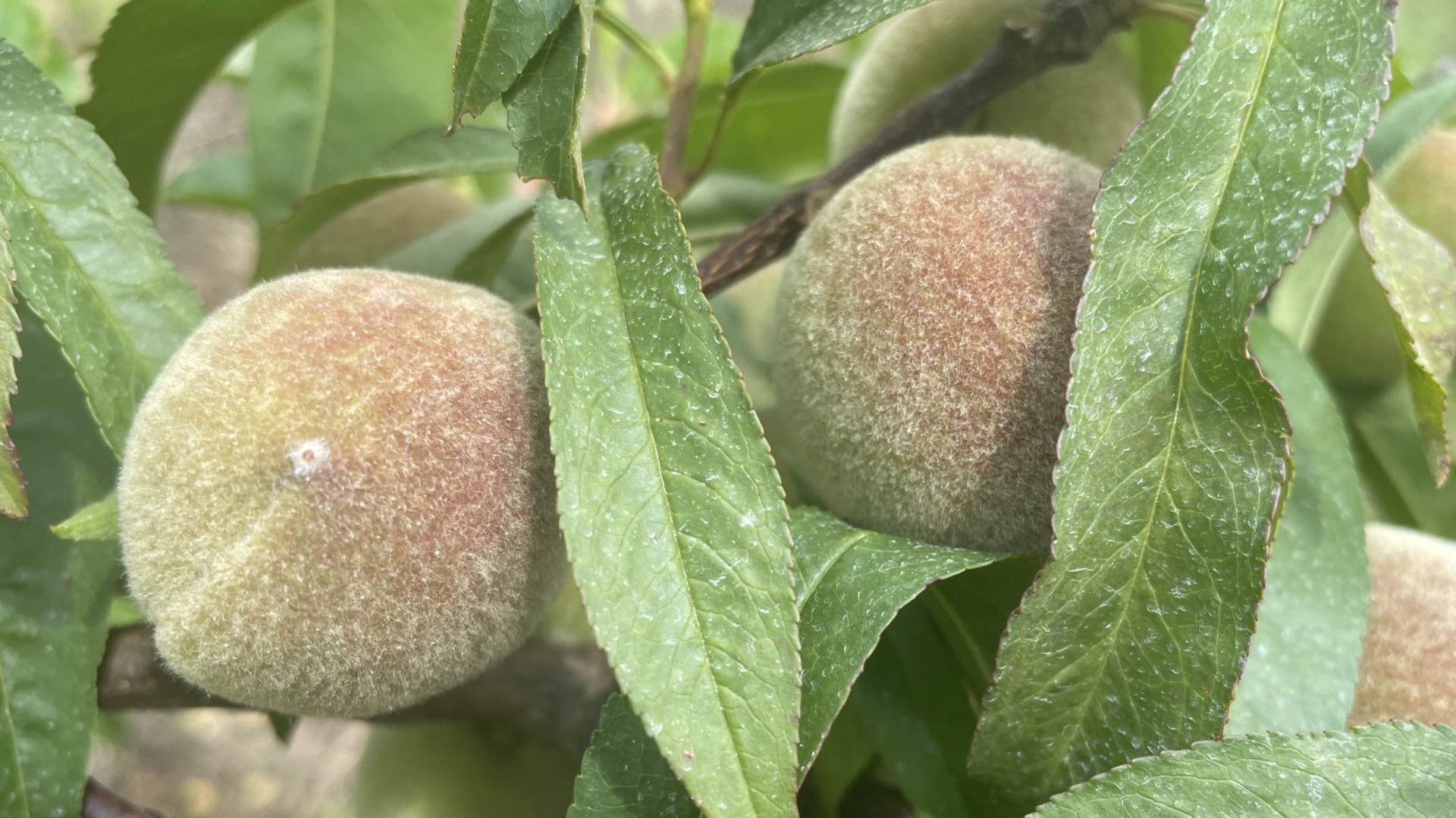 The beloved Peach State did not have enough cold hours to produce enough peach varieties in this year's crop.