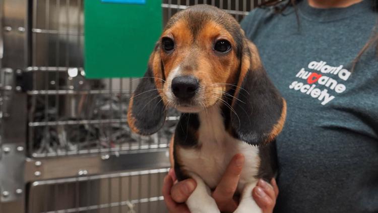Holy beagle! Atlanta Humane society rescues 27 dogs from animal testing facility