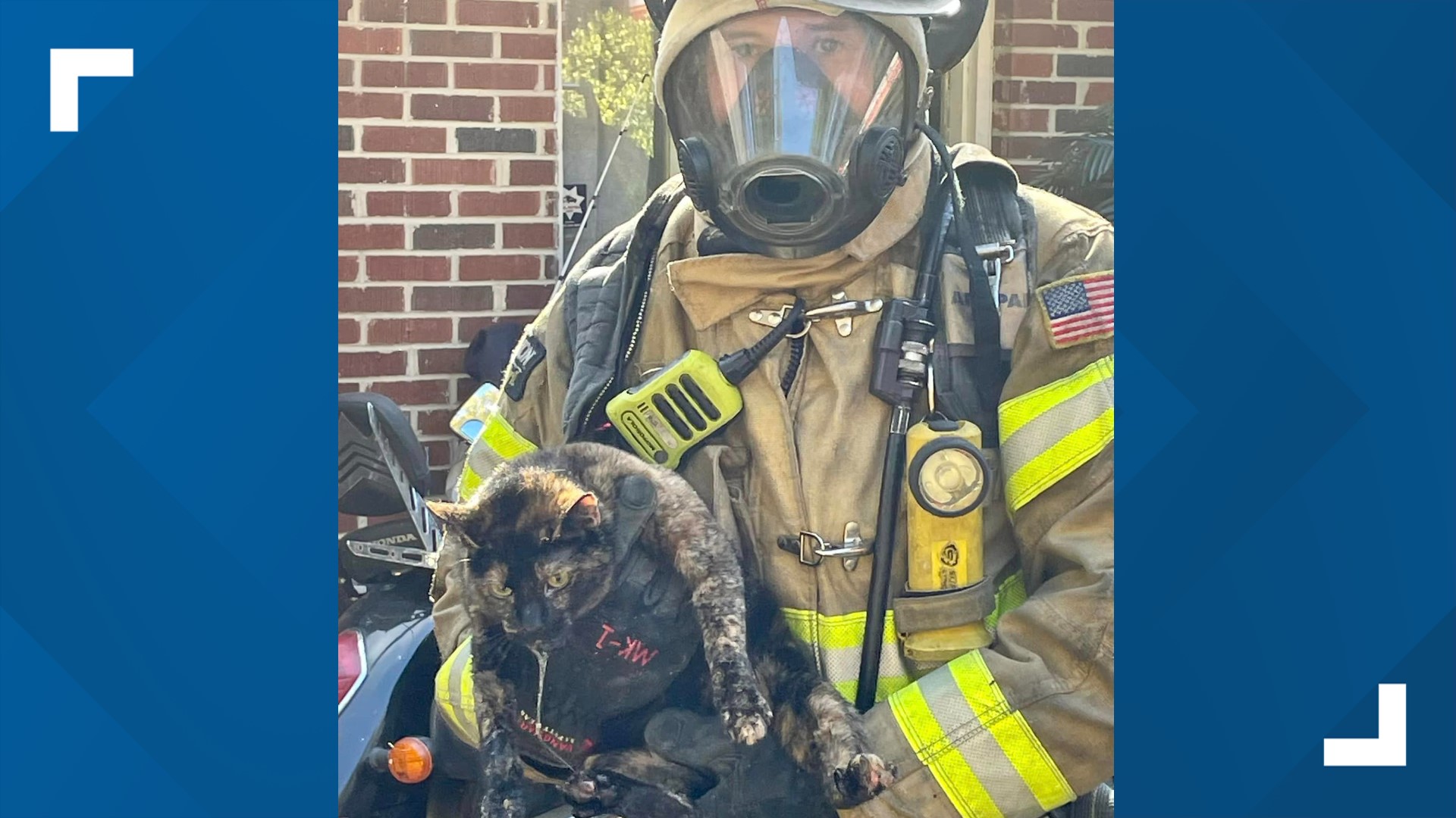 Photos DeKalb County firefighters save cat from house fire