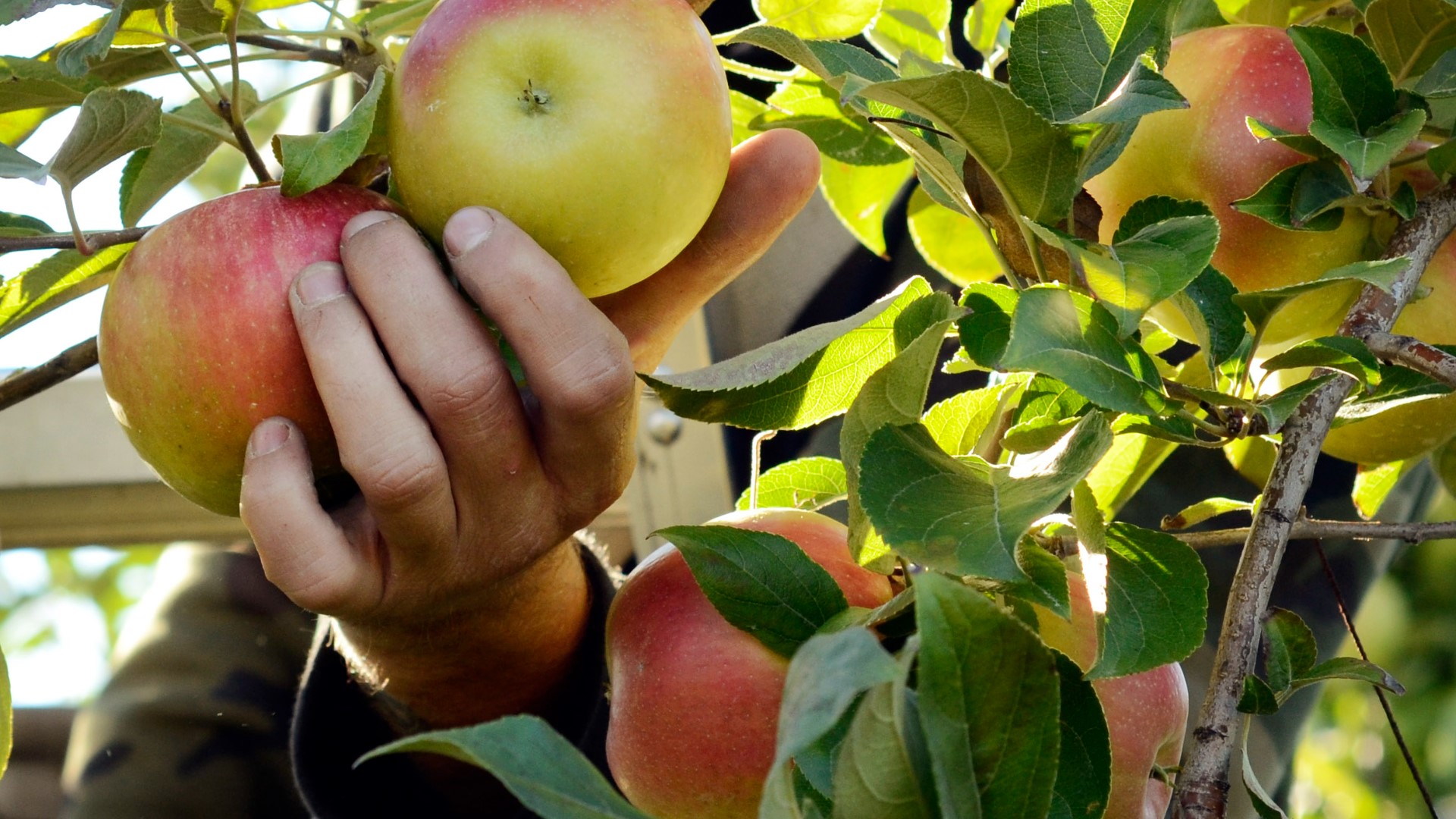 List | Apple picking in North Georgia (Fall 2024) | 11alive.com