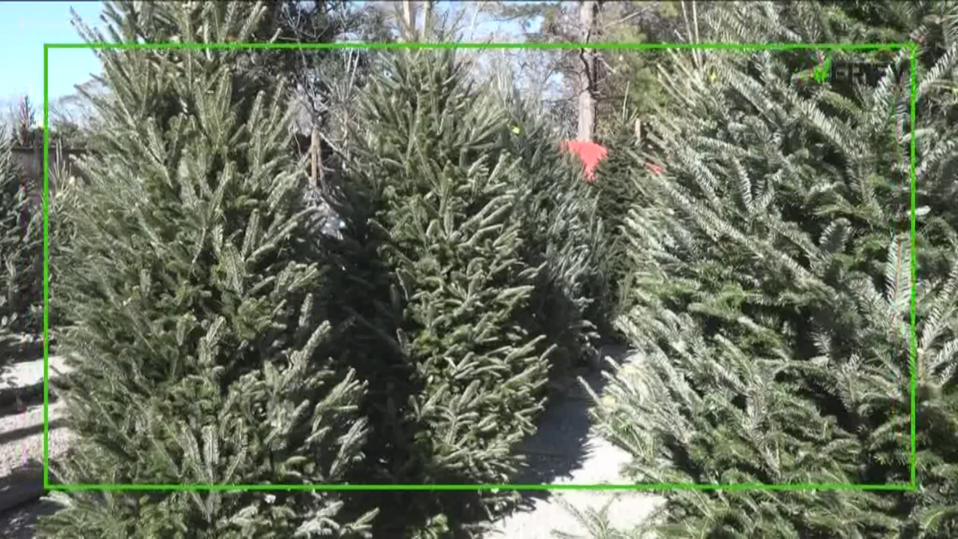 11Alive's Liza Lucas looks at the local impact of a national Christmas tree shortage.