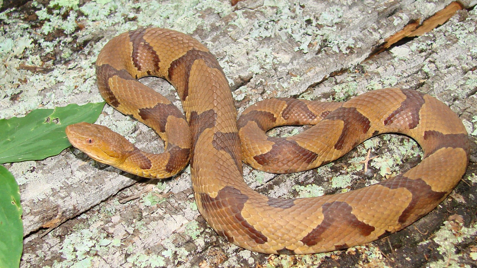 Snakes In Georgia | How To Tell If Venomous | 11alive.com