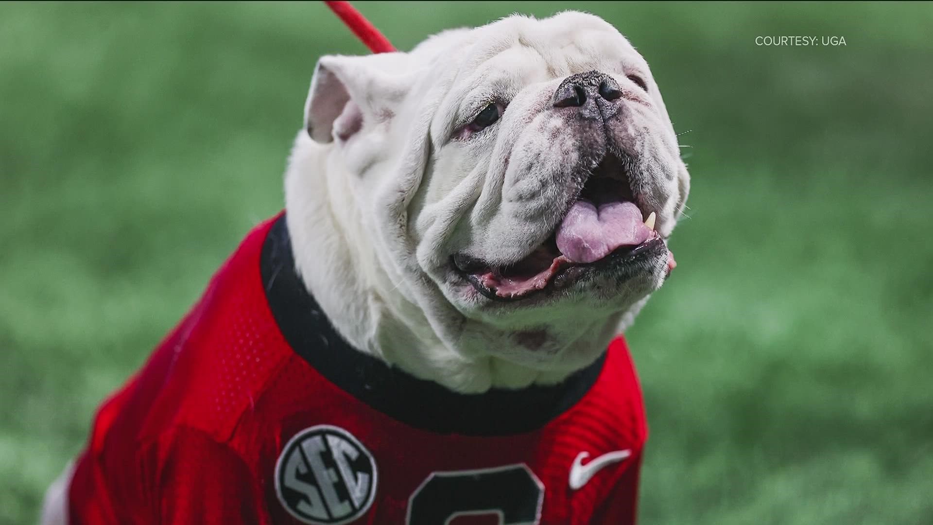 The beloved Georgia Bulldogs mascot will not be at the game.