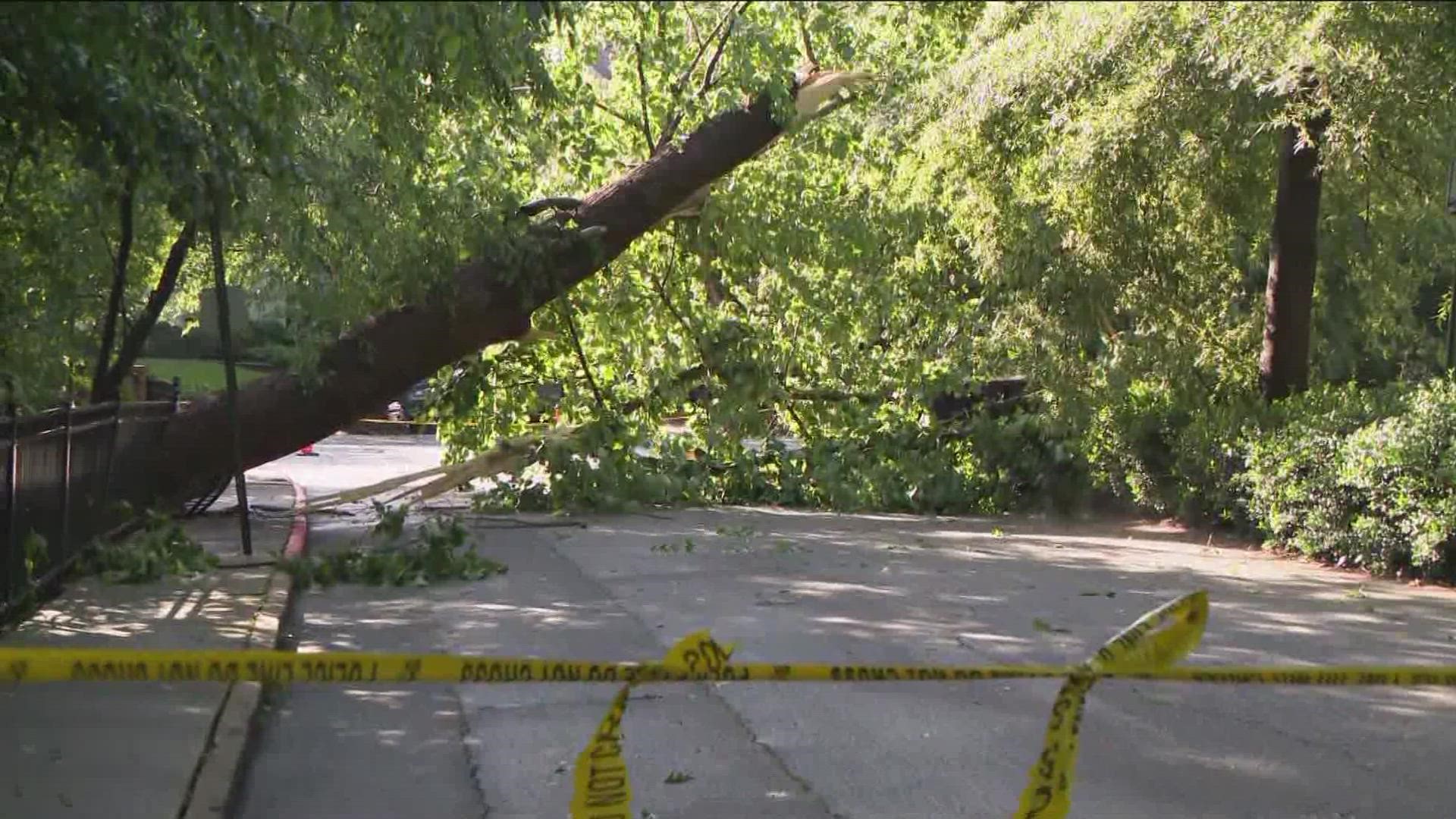 The tree was spotted on Huntington Road and Wakefield Drive NE in the Brookwood Hills neighborhood.