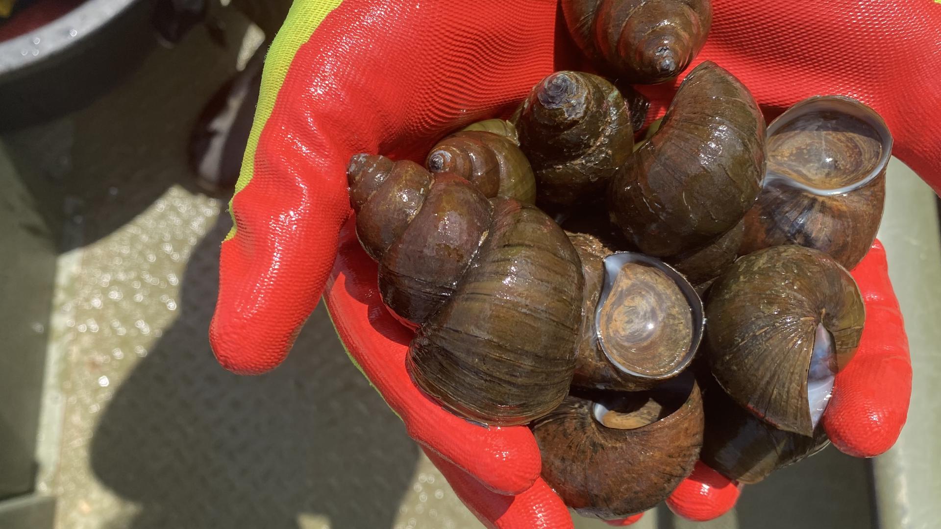 A menace on the shores of lakes across Georgia, there's a new invasive species that could have devastating consequences: the Chinese mystery snail.