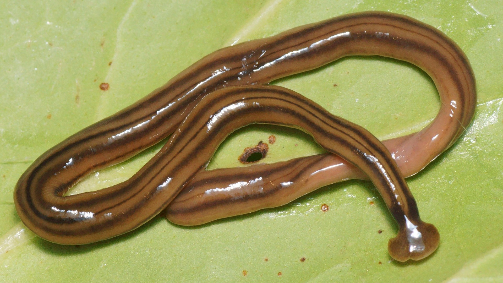 Toxic Worms In Georgia Hammerhead Flatworm