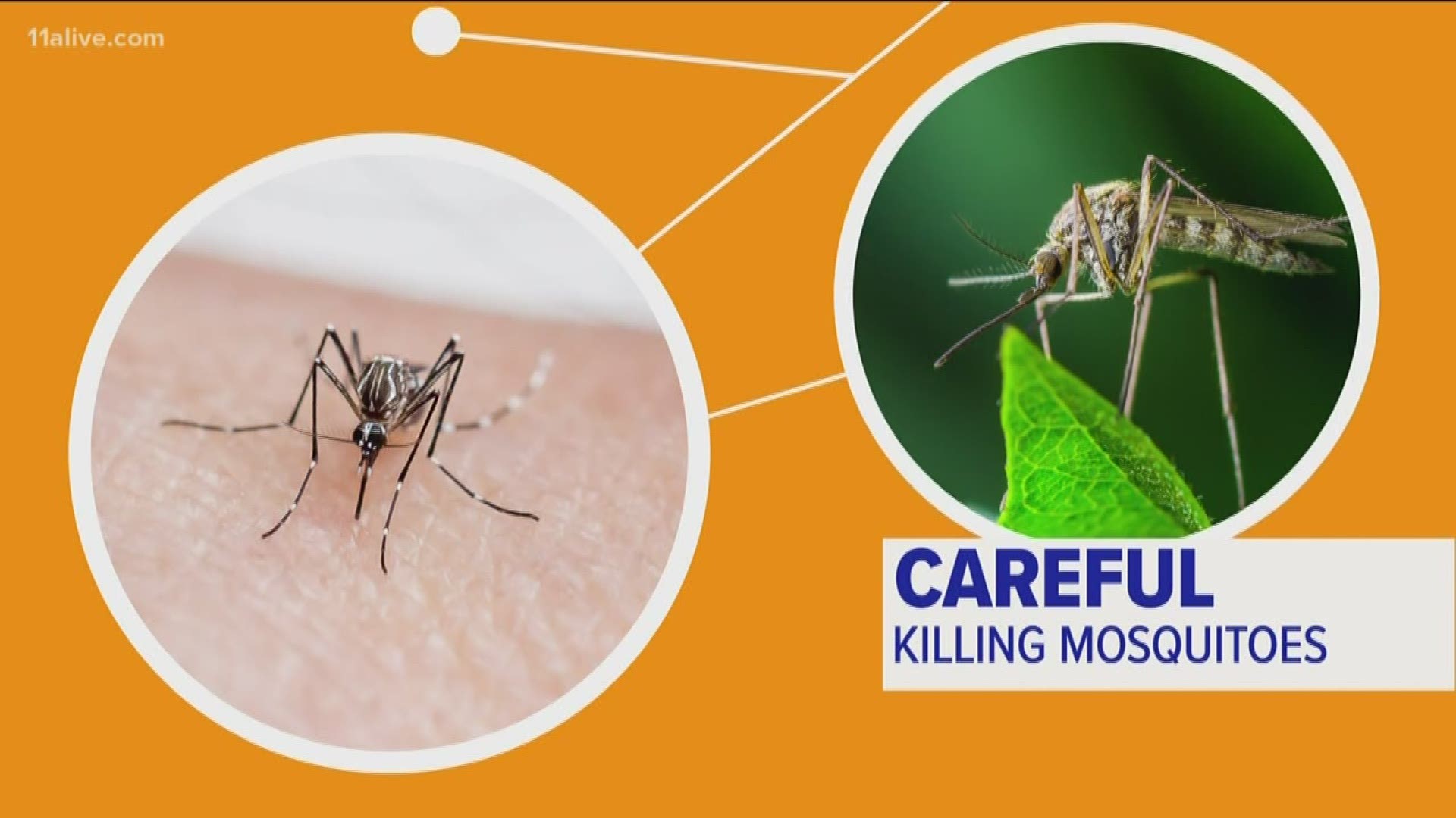 Connection between mosquitoes and the food we eat | 11alive.com