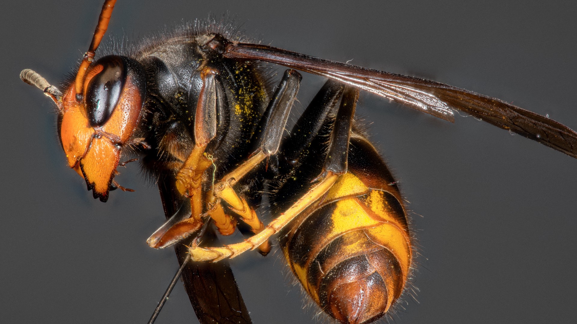 Yellow legged hornet Georgia update today | Asian hornet | 11alive.com