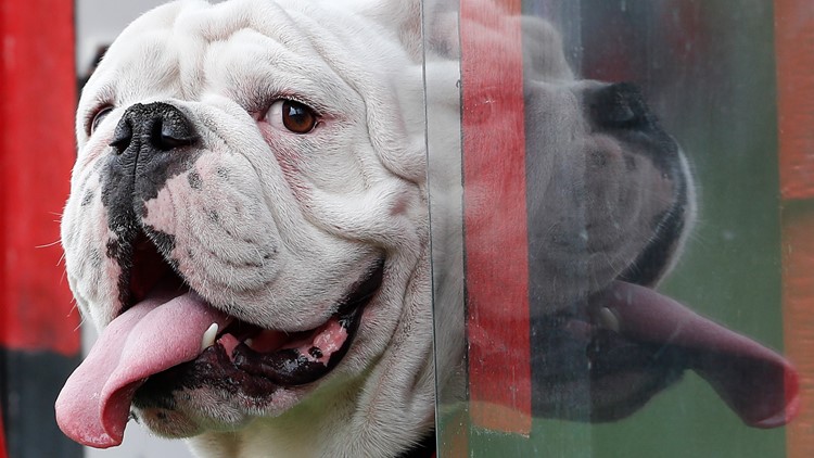 UGA's mascot isn't making it to National Championship game