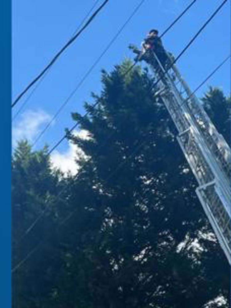 Firefighters rescue 6-year-old from 60-foot tree in Forsyth County ...