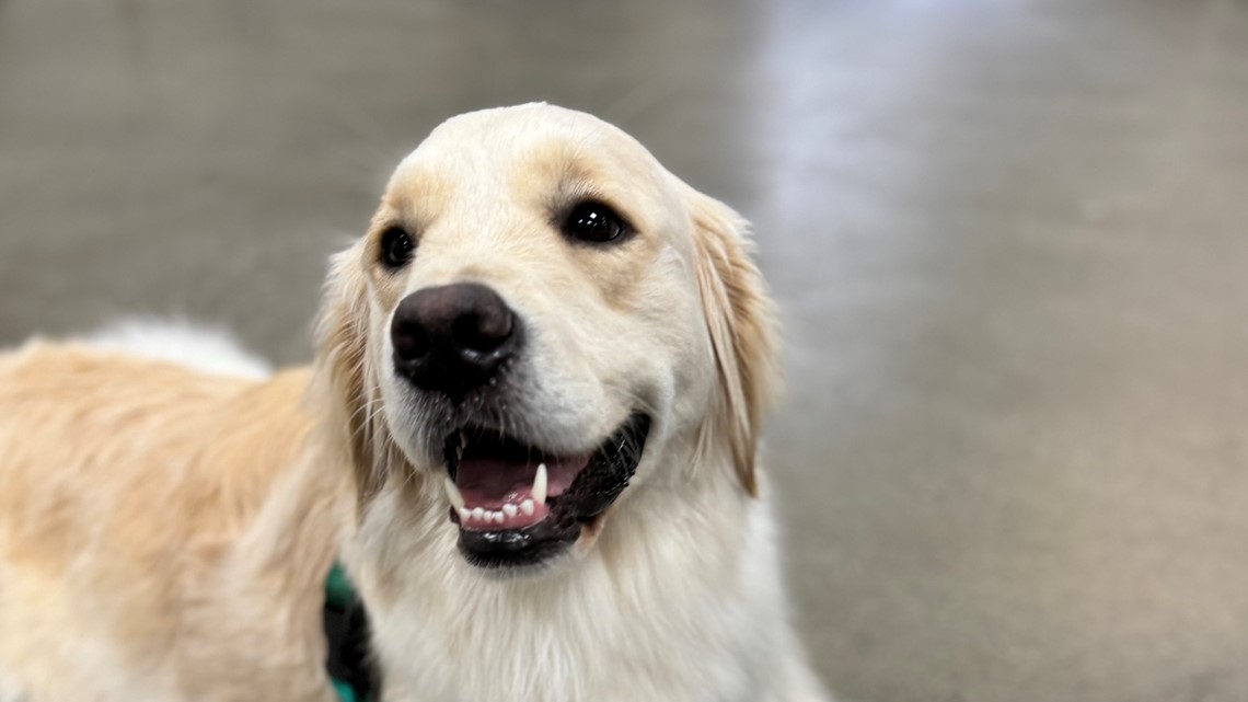 Chidren's Healthcare of Atlanta introduces new facility dog - Vimarsana News