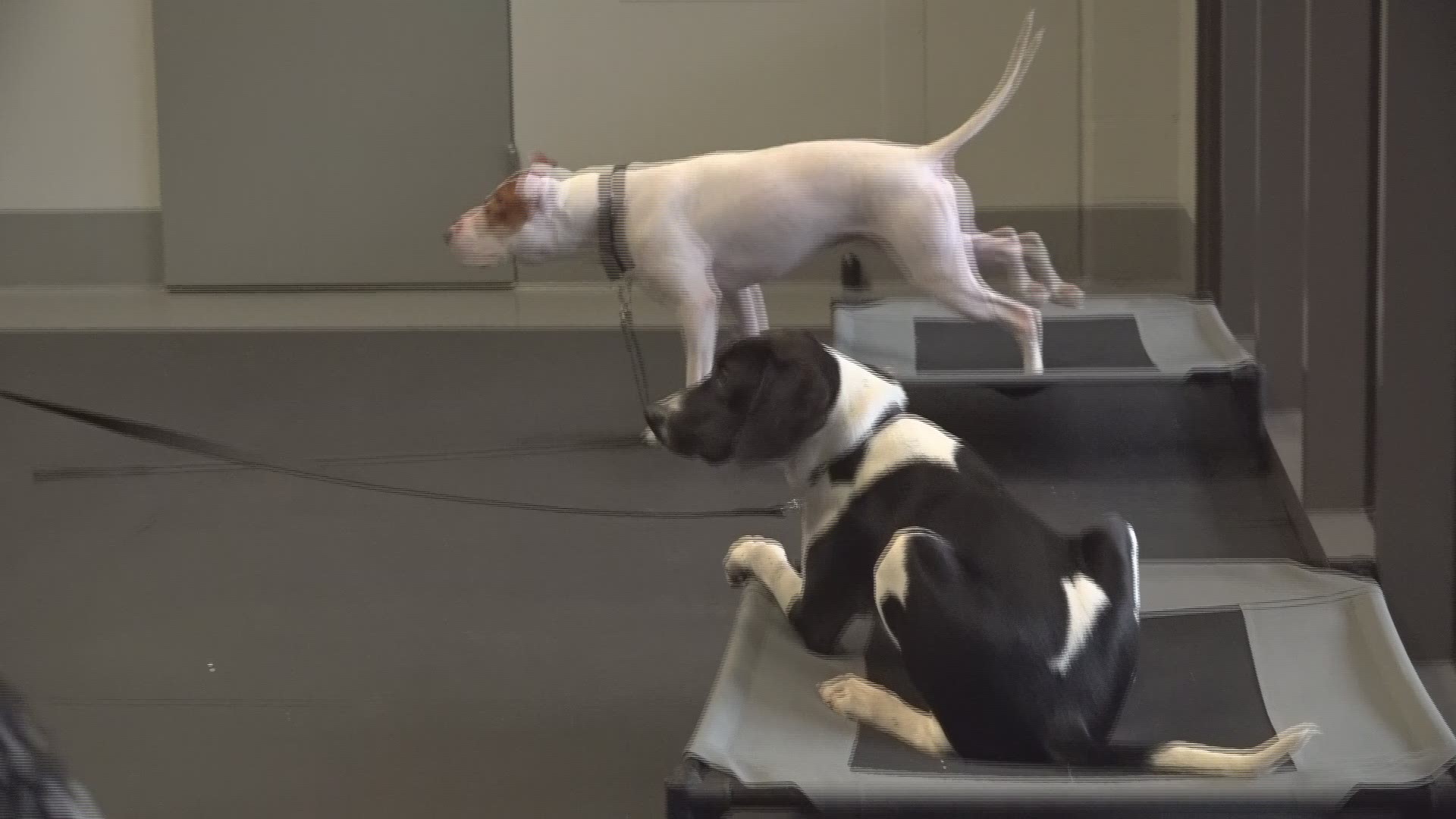 Video of Forsyth County Animal Shelter dogs in the Pups with a Purpose Program.