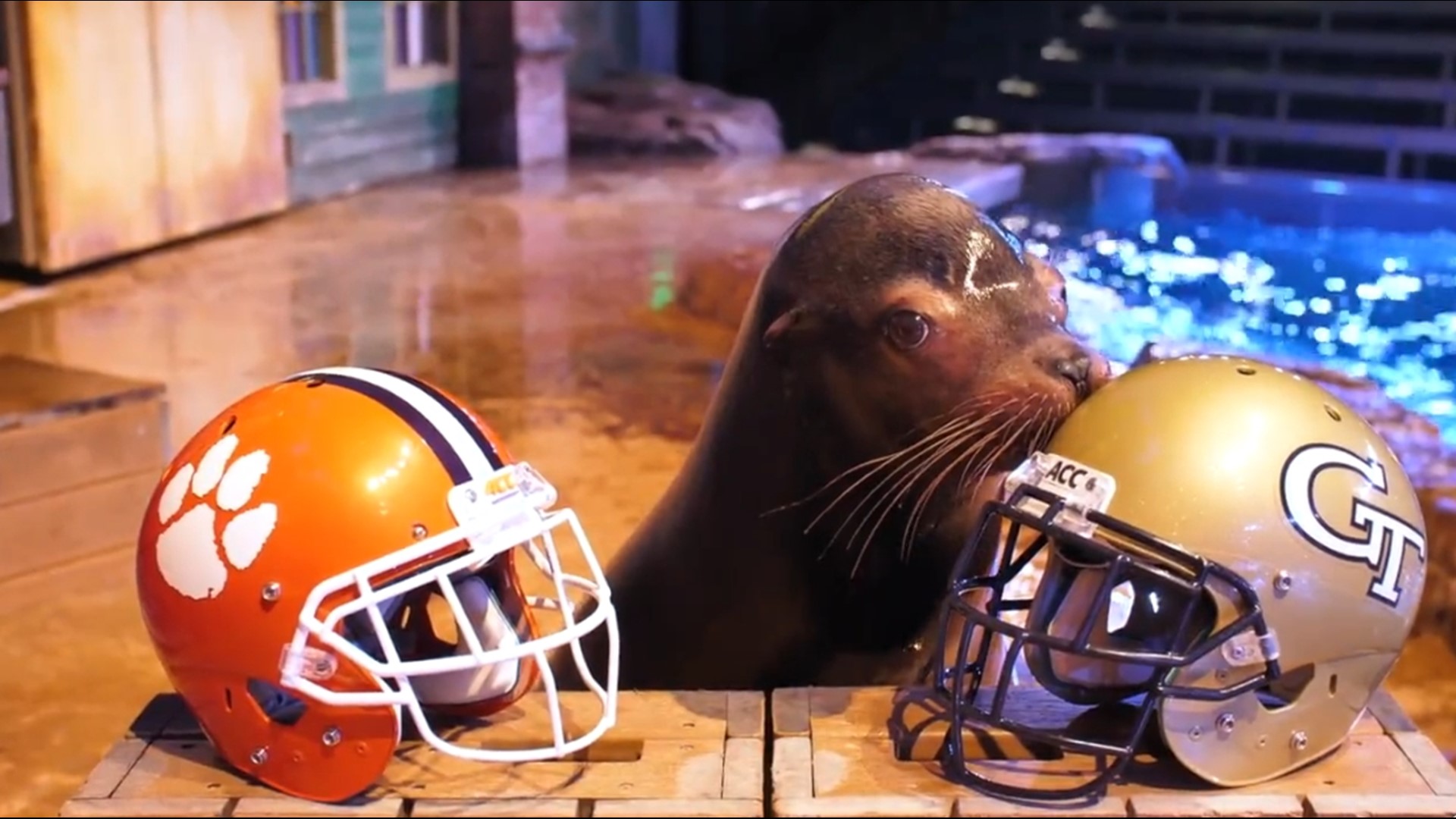 Georgia Aquarium sea lion picks Georgia Tech upset over Clemson