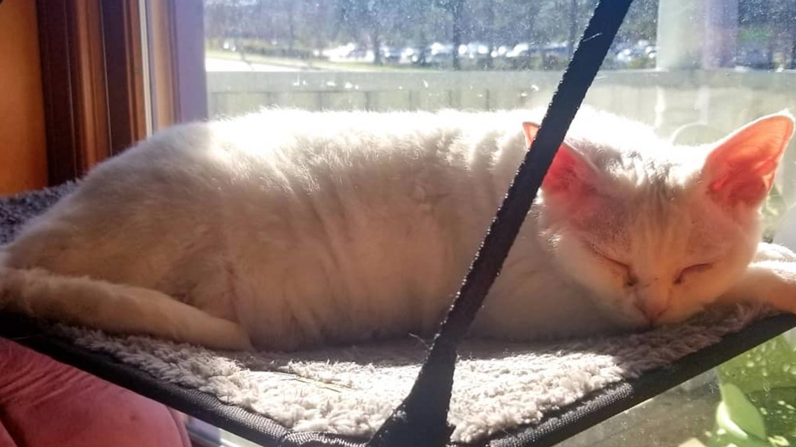 First ever cat cafe opens in County