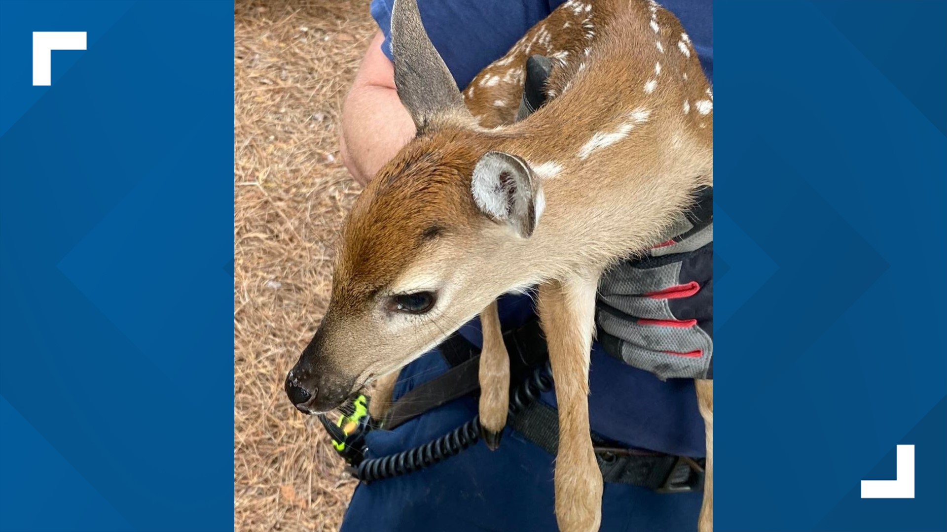 Roswell firefighters rescue fawn from pond | 11alive.com