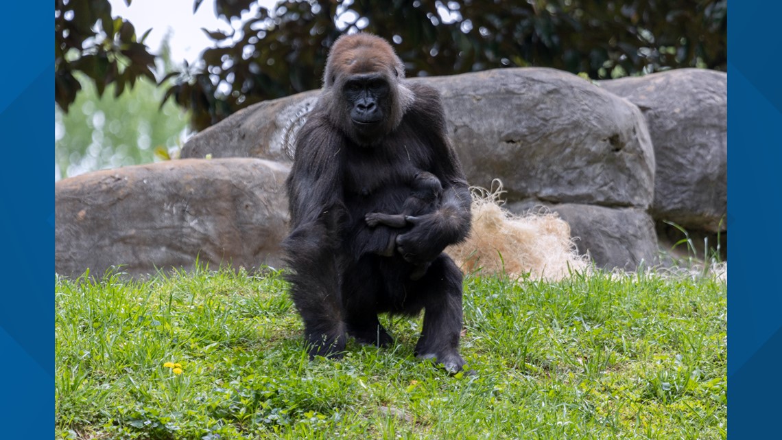 Baby Gorilla Named Willie B III | Zoo Atlanta | 11alive.com