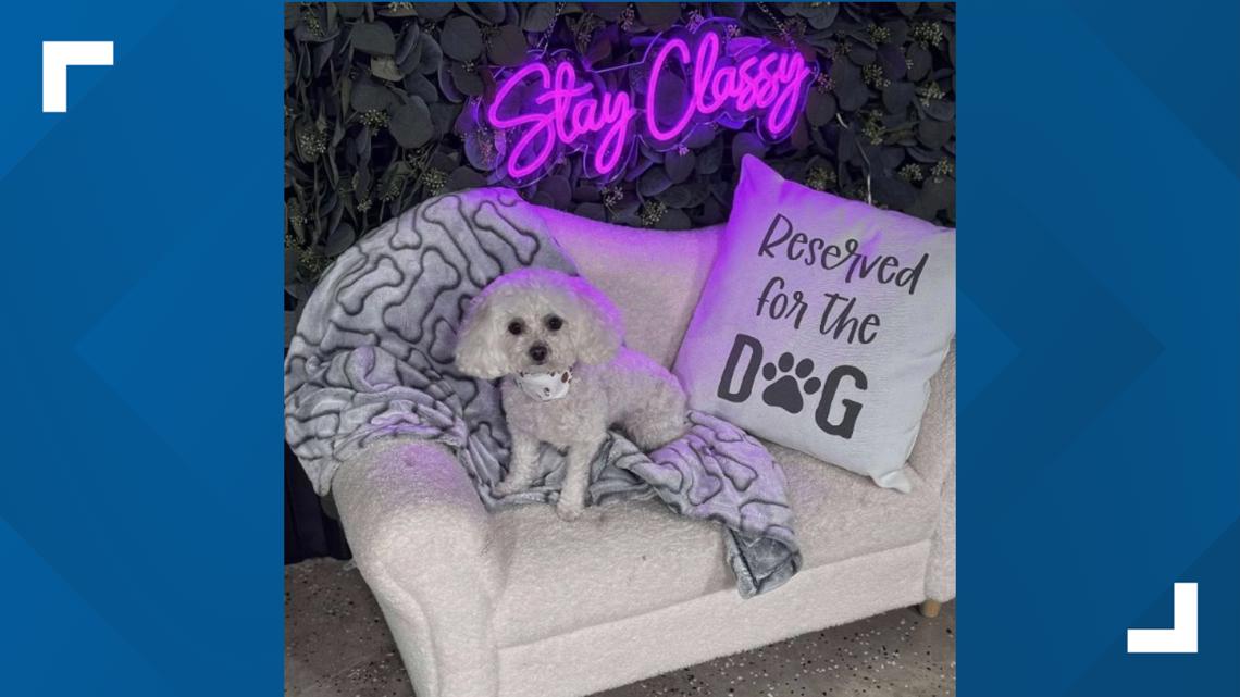 Rome's Classy Critters facing online hate after viral misunderstanding ...