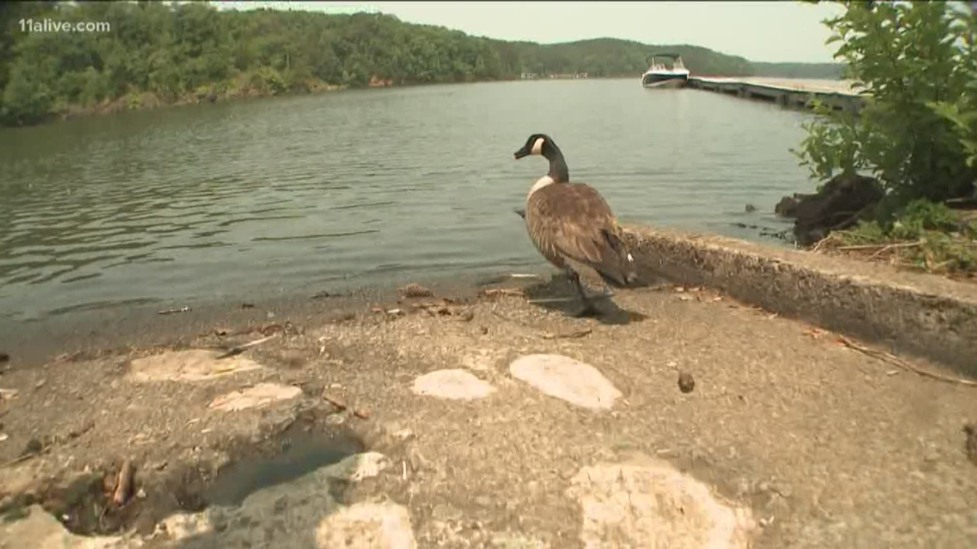 City spends $192,000 to chase wild geese | 11alive.com