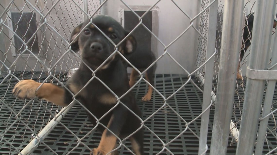 Investigation into puppy mill laws in Pennsylvania and