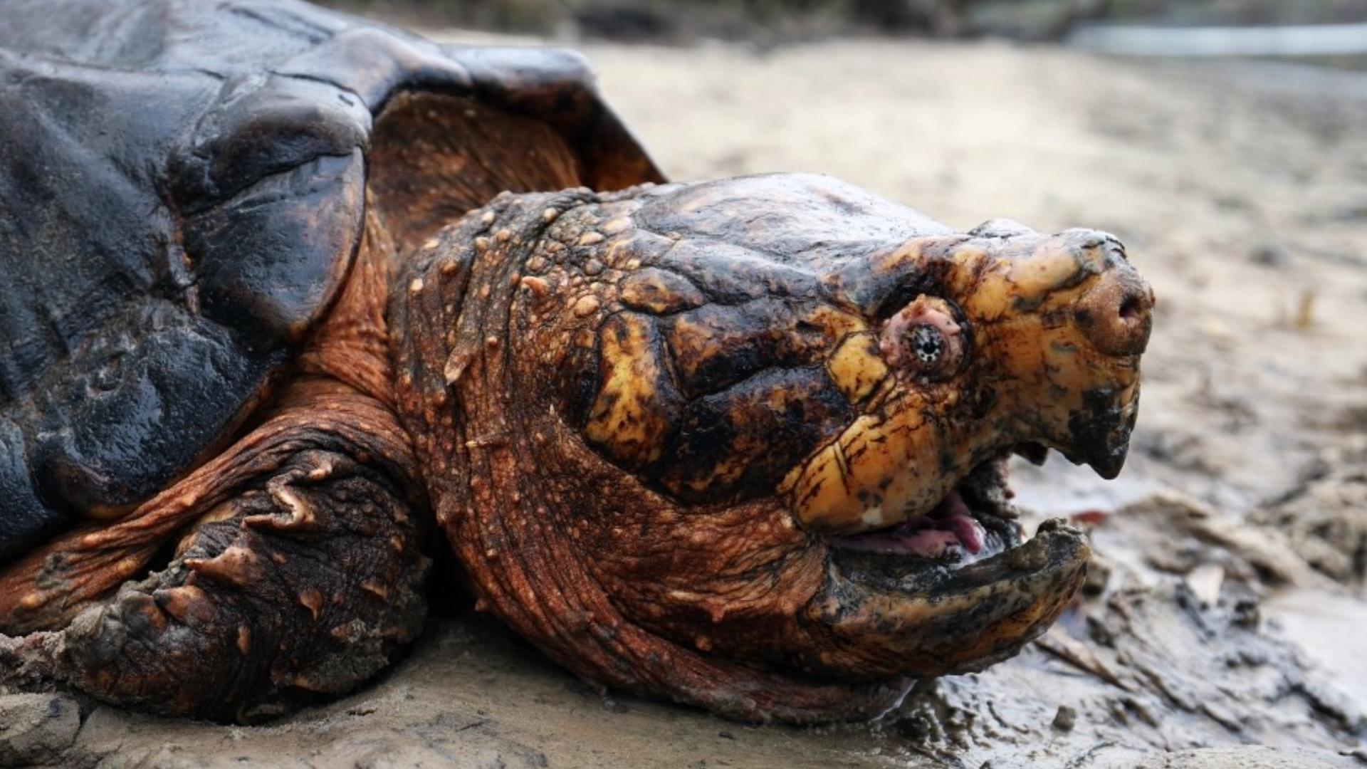 Suwannee Alligator Snapping Turtle Considered To Be Threatened 