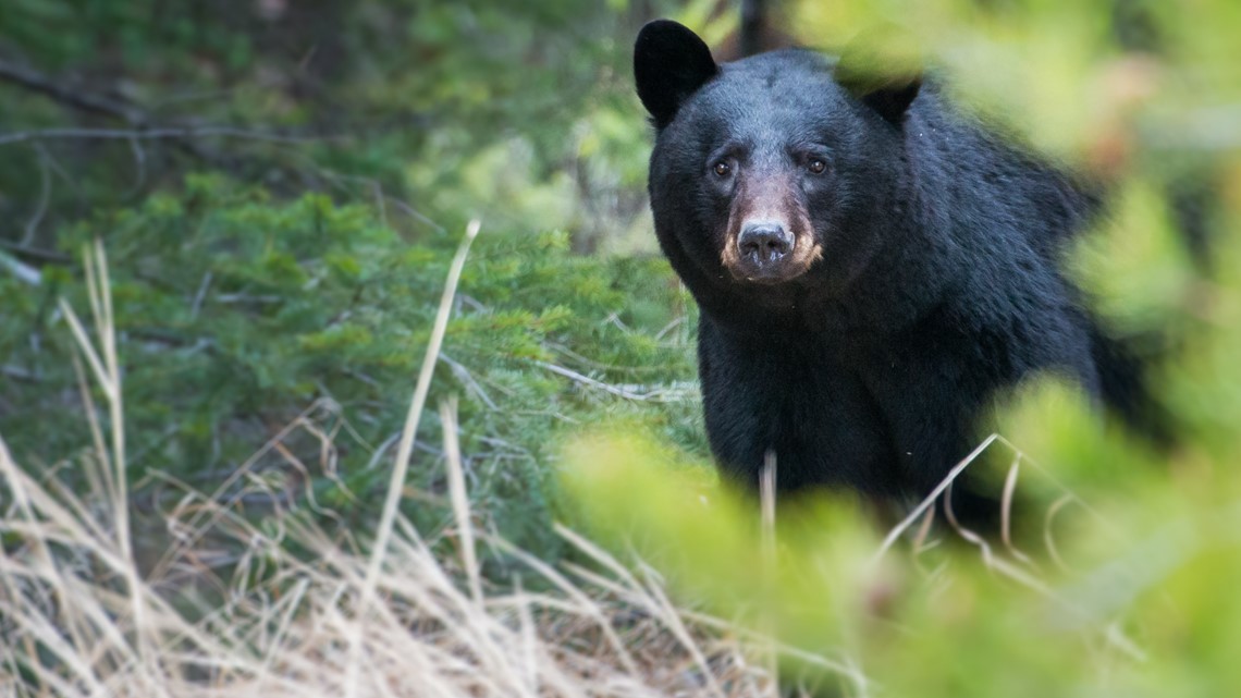 Bear Sighting In Cumming Forsyth County Georgia June 1 