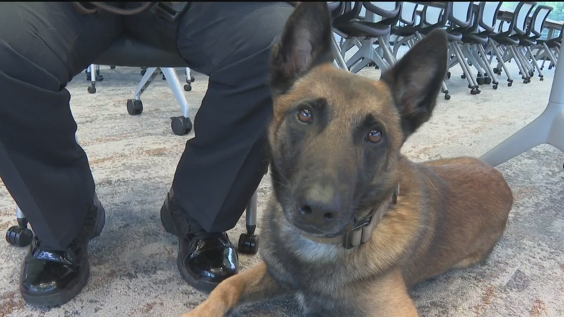 K-9 Robin is trained in search and rescue, patrol, and narcotics. He can detect cocaine, methamphetamines, heroin, crack, cocaine and marijuana.