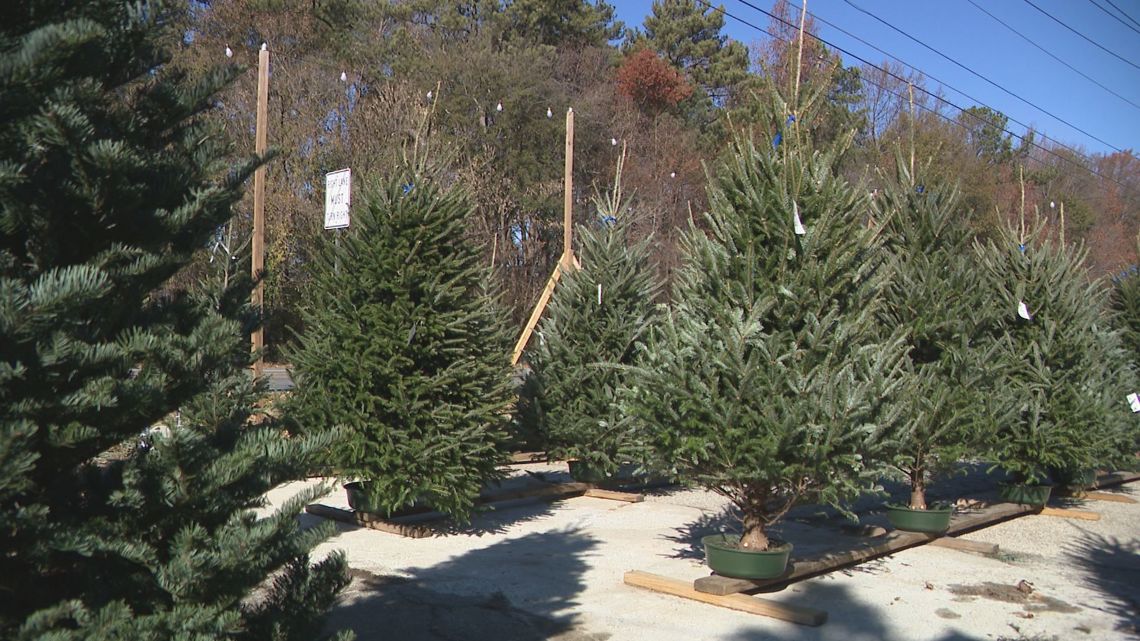 Christmas tree shortage highlights resilience after Hurricane Helene ...
