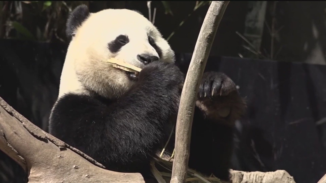 Zoo Atlanta announces when pandas are departing for China | 11alive.com