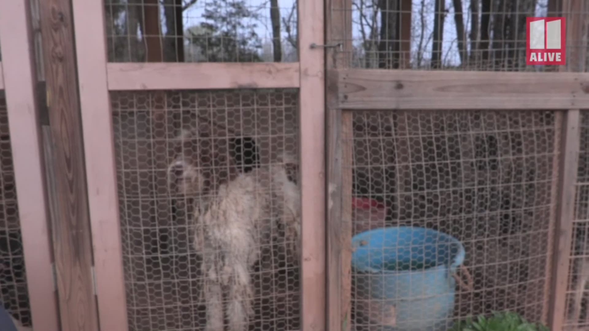 The Atlanta Human Society worked with the Lamar County Sheriff's Office to rescue the dogs from what's being described as a puppy mill.