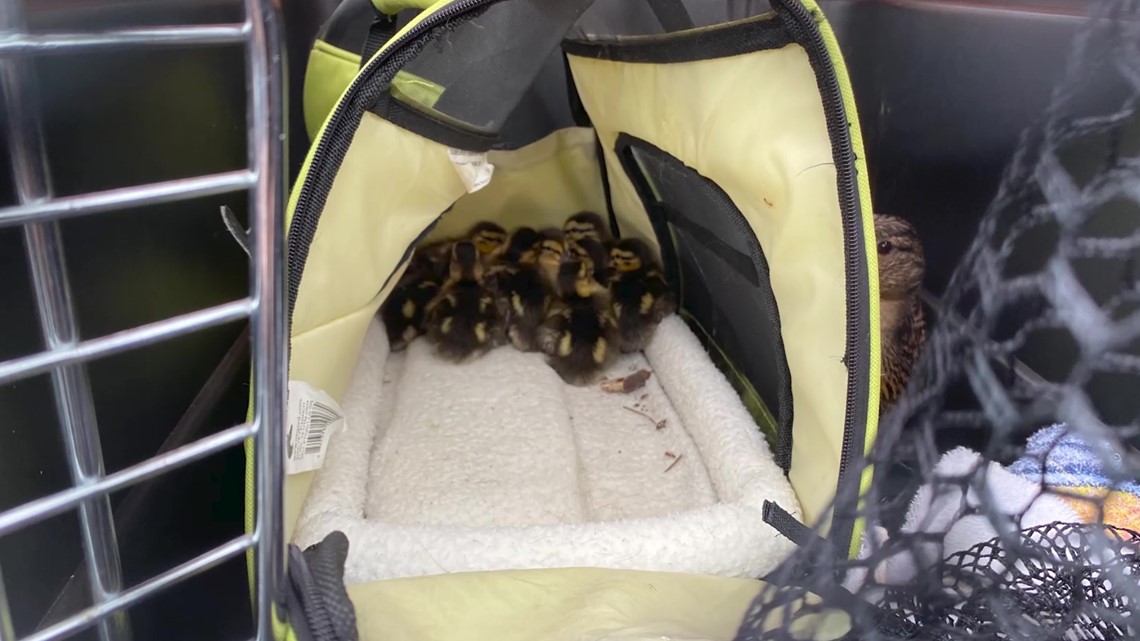 Duluth Police Officers rescue duck and its ducklings | 11alive.com