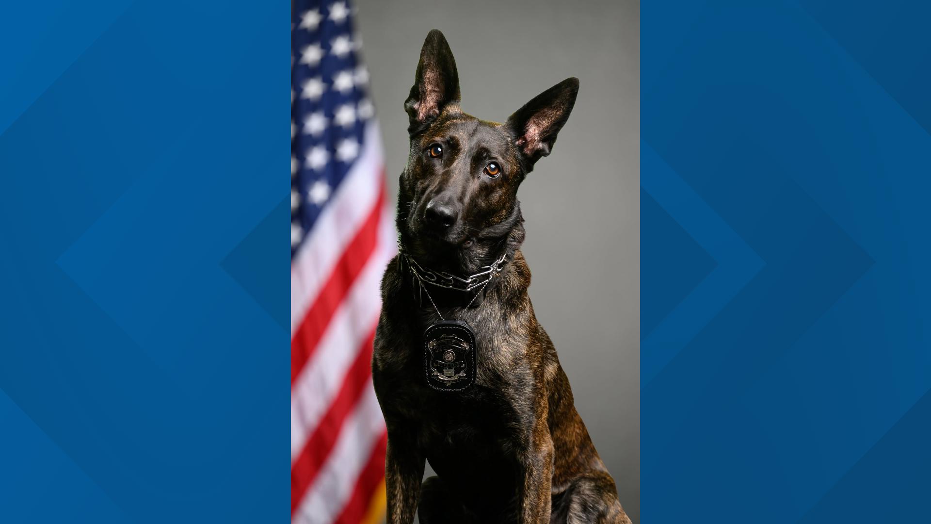 Dunwoody Police K-9 found dead after escaping out-of-state training ...
