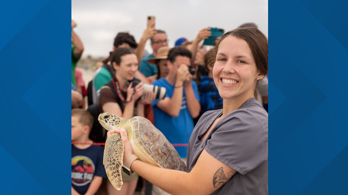 Sea turtle rescue release at Jekyll Island, Georgia | Photos | 11alive.com